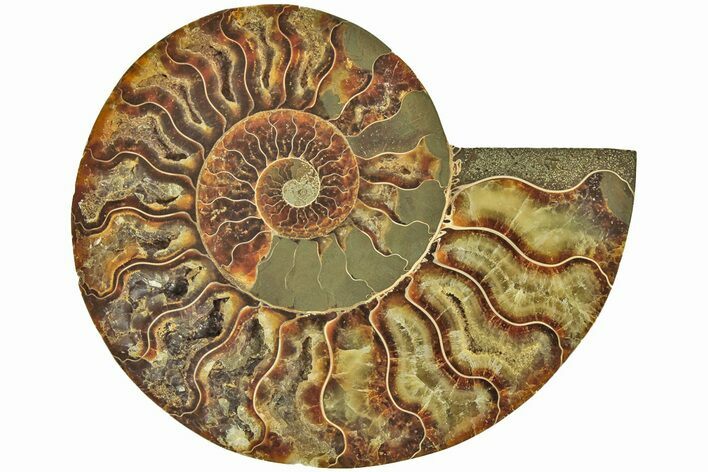 Cut & Polished Ammonite Fossil (Half) - Madagascar #212872